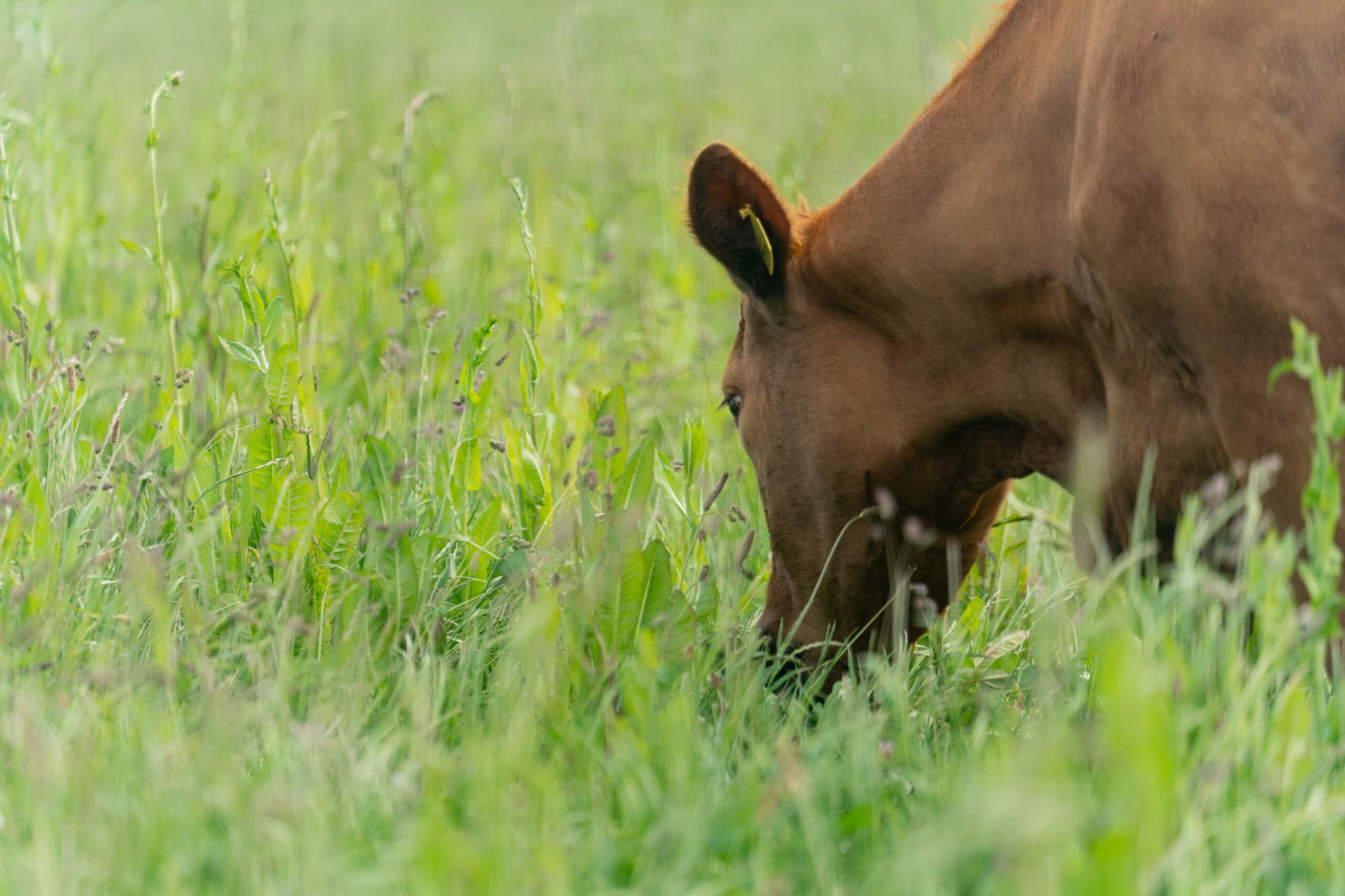 Sag Ruminants Part 2 - Focus on reproductive efficiency and overall herd health ...