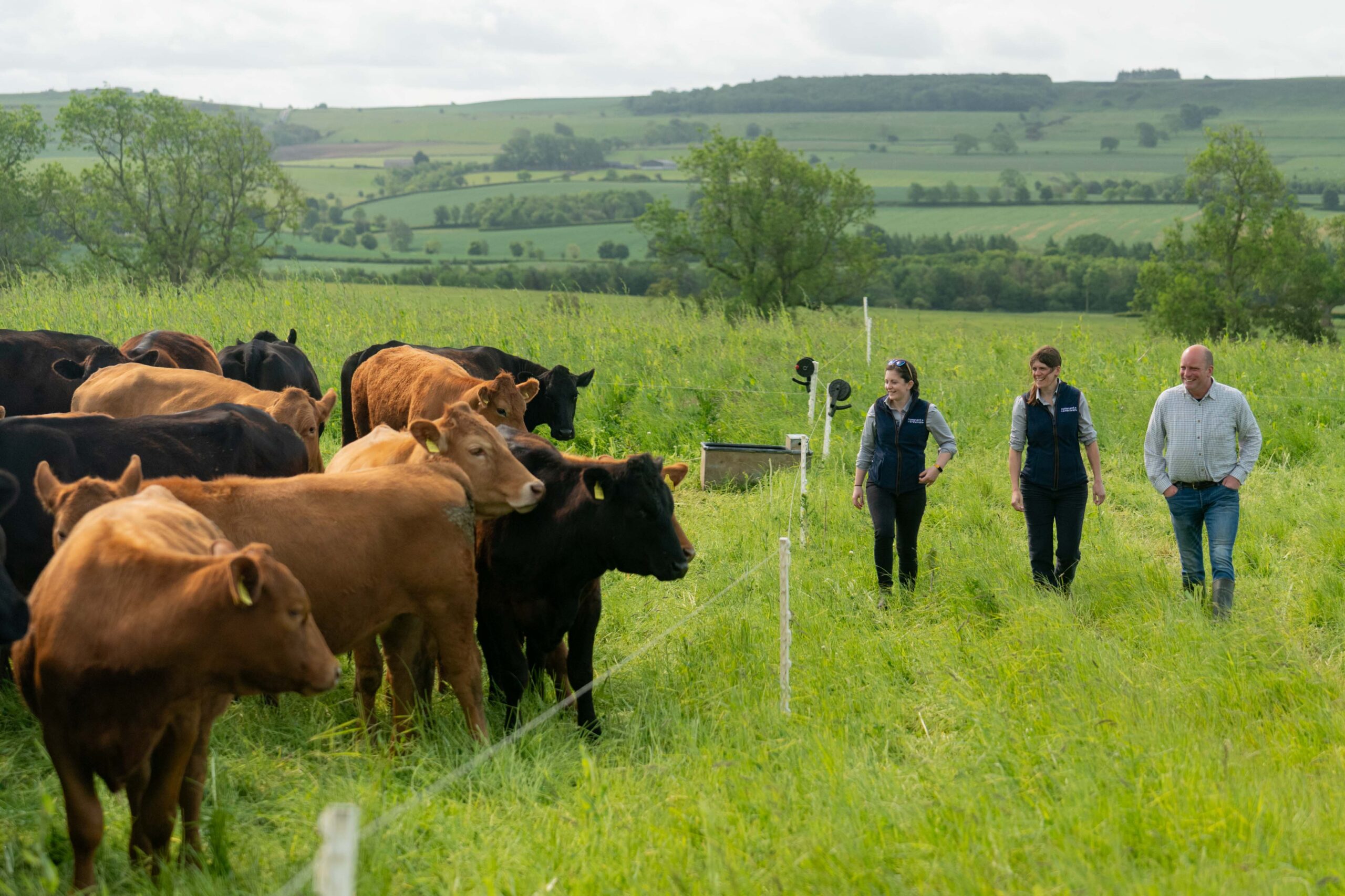Sustainable Beef Production - Ruminant Revival